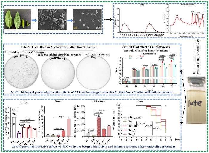 配图-The preparation of JNCC and its theprotective effect on gut microbiota..jpg