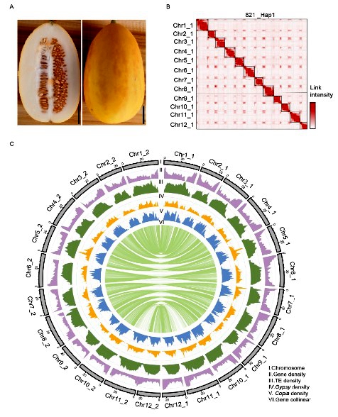 Hi-C map and genomic_副本.jpg