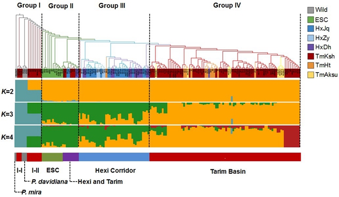 Phylogenetic tree and model-based clustering of 161 peach accessions.jpg
