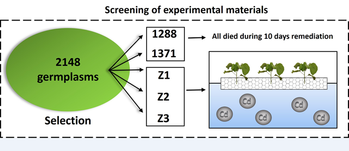 Fig. Screening of ramie varieties.png