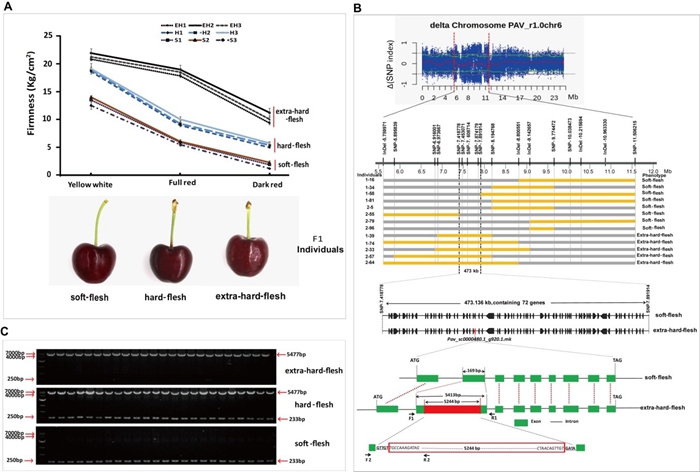 Identification  of the candidate gene PavSCPL controlling fruit firmness and co-segregation analysis for genotyping of the PavSCPL alleles with fruit firmness in  F1 population (1).jpg