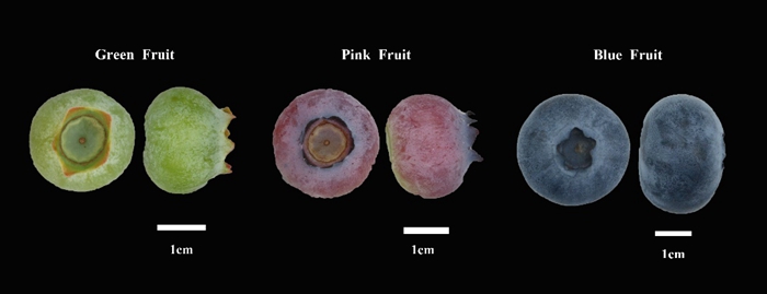 5f1cacabee078.jpg