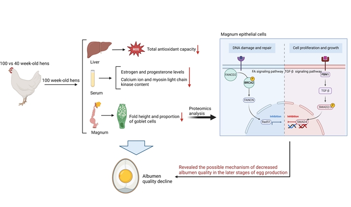 2.New strategies for regulating albumen quality-Xinyu Chang.jpg