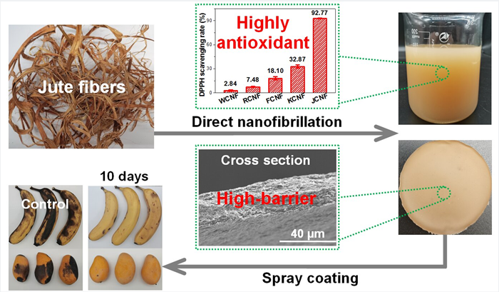 Preparation of jute-derived cellulose nanofibril coating and its application in fruit preservation.png