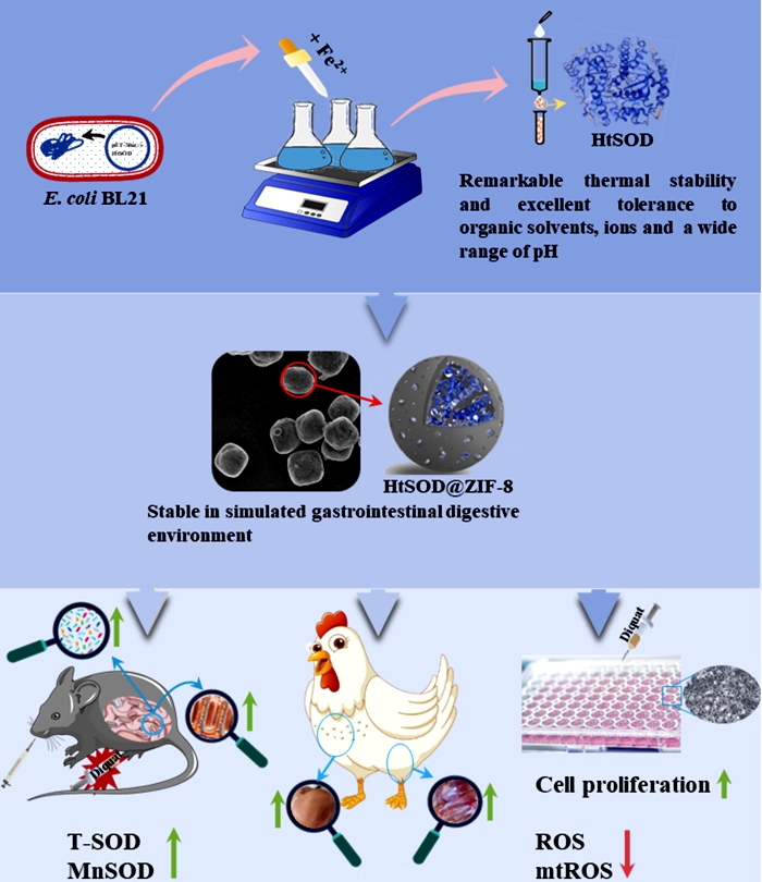 Biomineralized ZIF-8.jpg